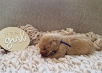 Puppy 7