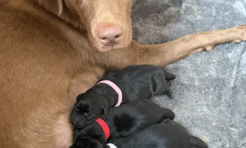 Labrador Retriever