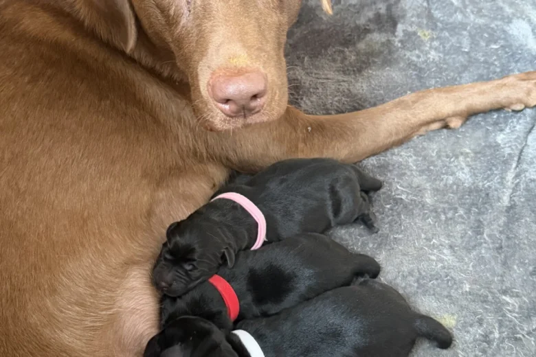 Labrador Retriever