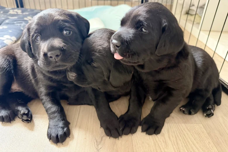 Labrador Retriever
