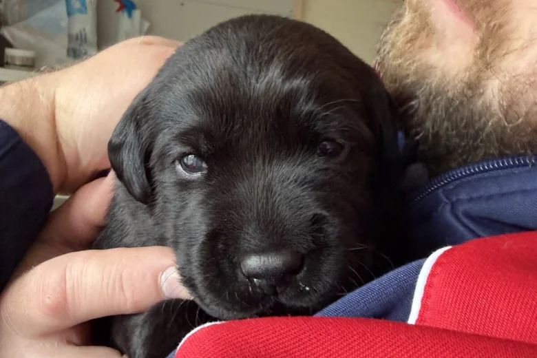 Labrador Retriever
