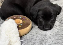 Lila