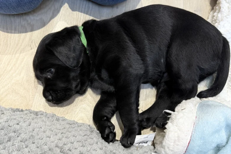 Labrador Retriever