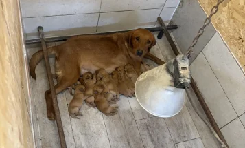Labrador Retriever