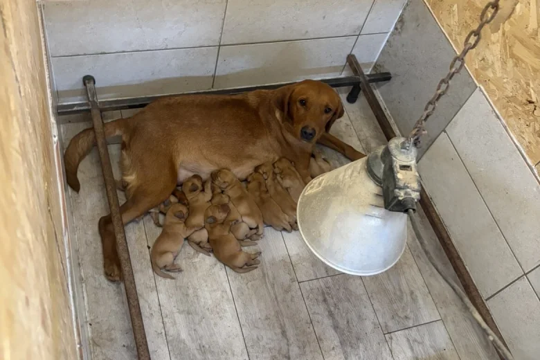 Labrador Retriever