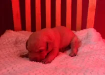 Puppy 10