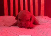 Puppy 5