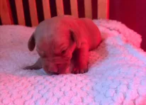 Puppy 4