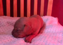 Puppy 8