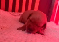 Puppy 2