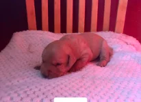 Puppy 1