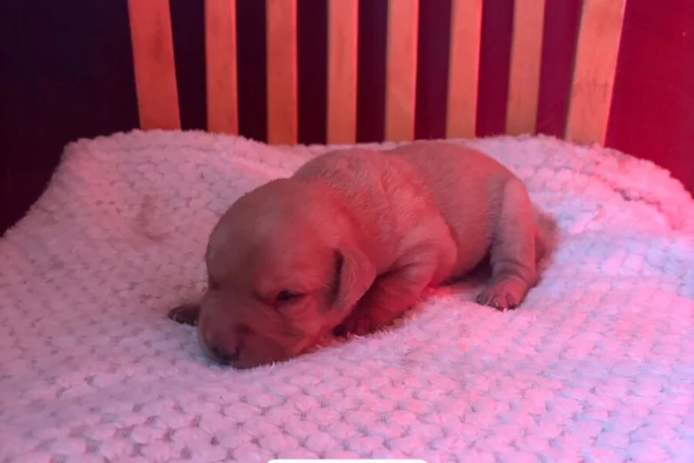 Labrador Retriever