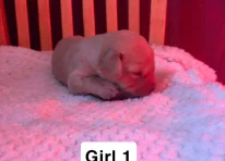 Puppy 6