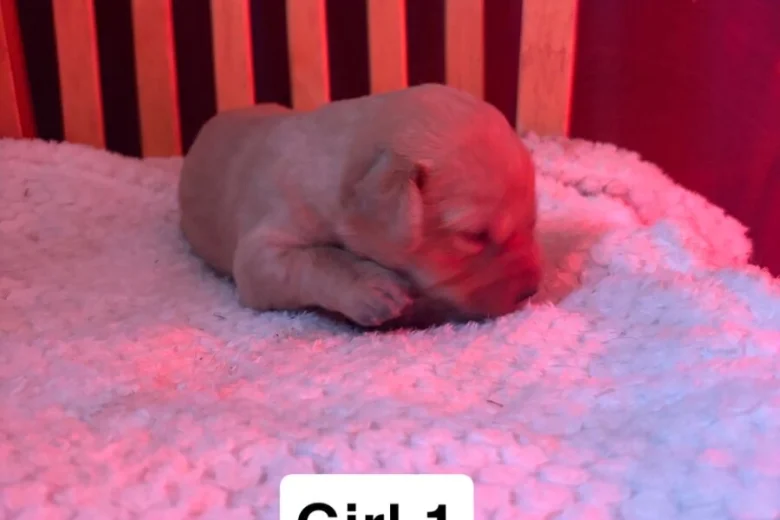 Labrador Retriever