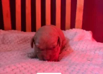 Puppy 7