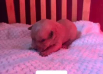 Puppy 9