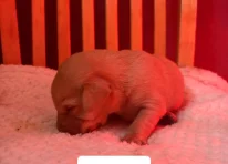 Puppy 3