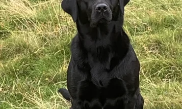 Labrador Retriever