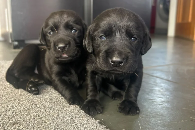 Labrador Retriever