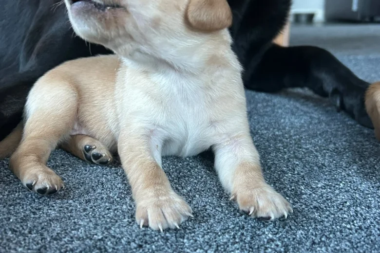 Labrador Retriever