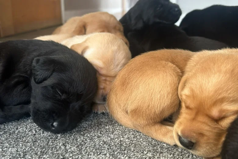 Labrador Retriever
