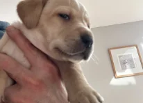 Puppy 5