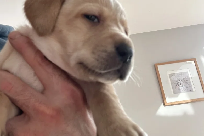 Labrador Retriever