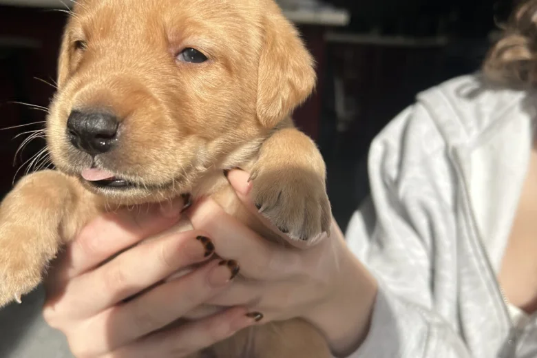 Labrador Retriever