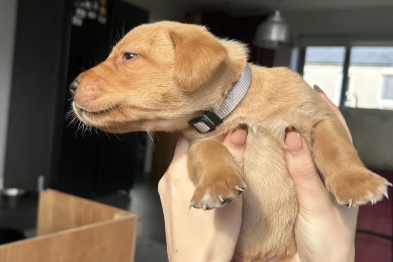 Labrador Retriever