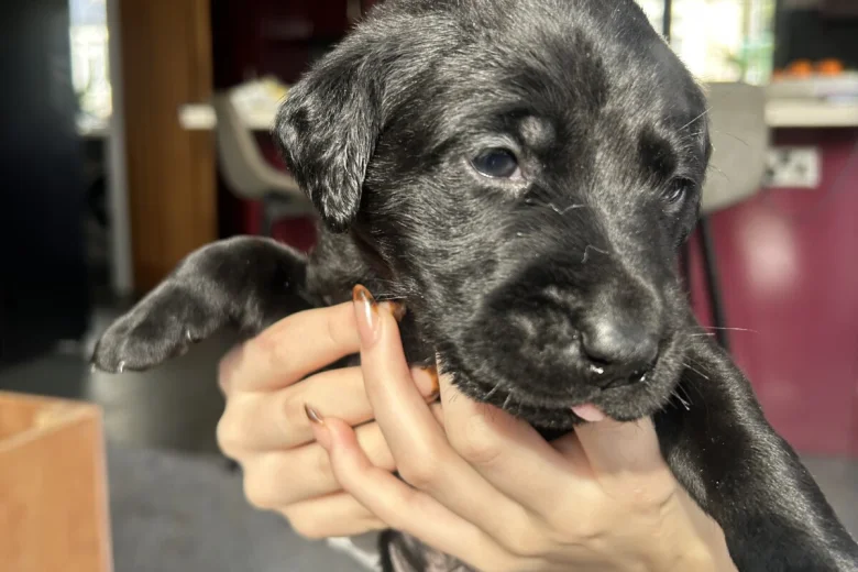 Labrador Retriever
