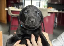 Puppy 1