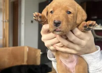 Puppy 6