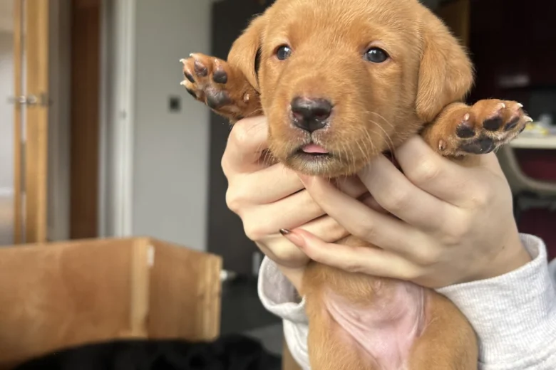 Labrador Retriever