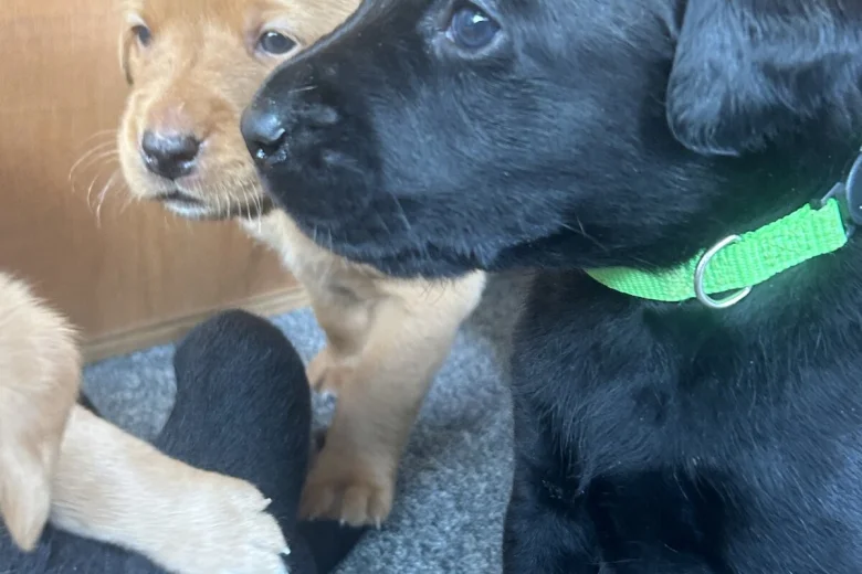 Labrador Retriever