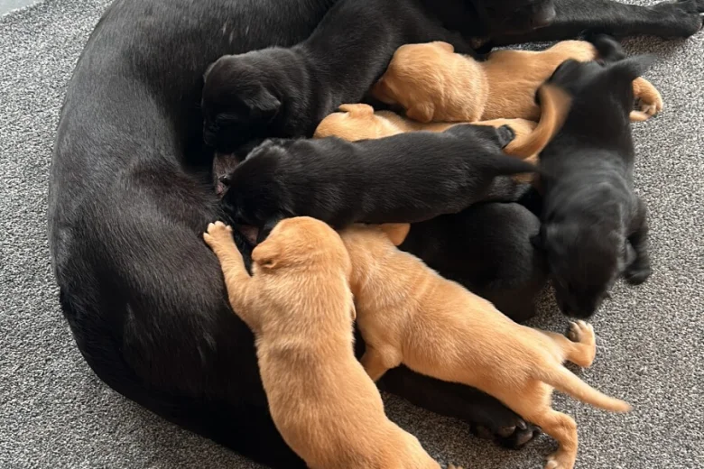 Labrador Retriever