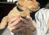 Puppy 4