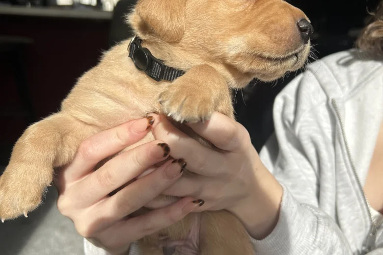 Labrador Retriever
