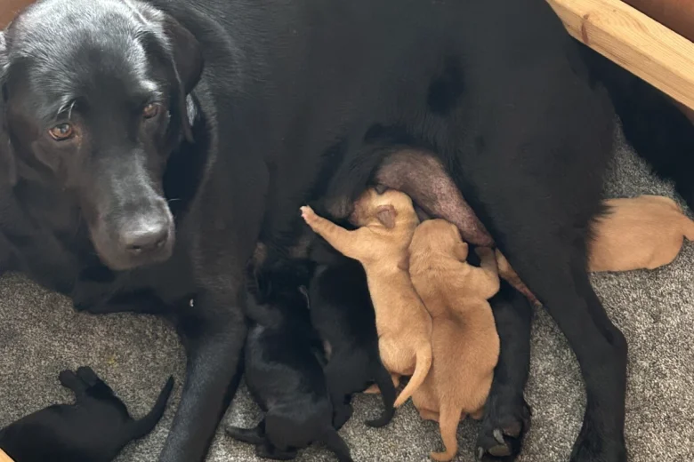 Labrador Retriever