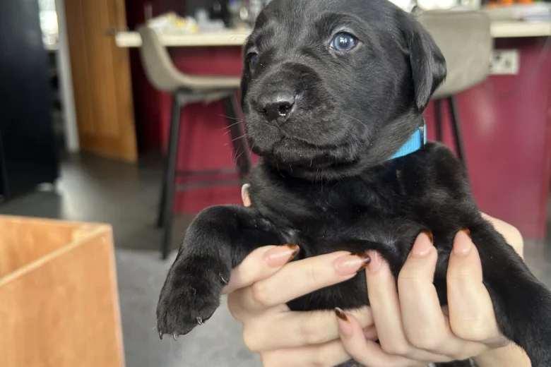 Labrador Retriever