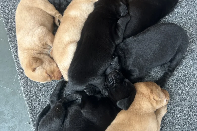 Labrador Retriever