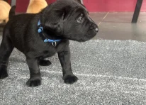 Puppy 3