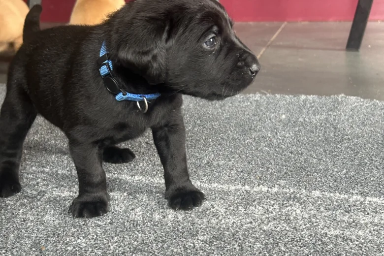 Labrador Retriever