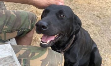 Labrador Retriever