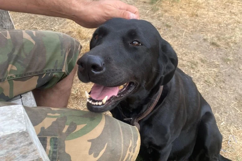 Labrador Retriever