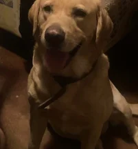 Rex