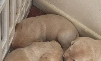 Labrador Retriever