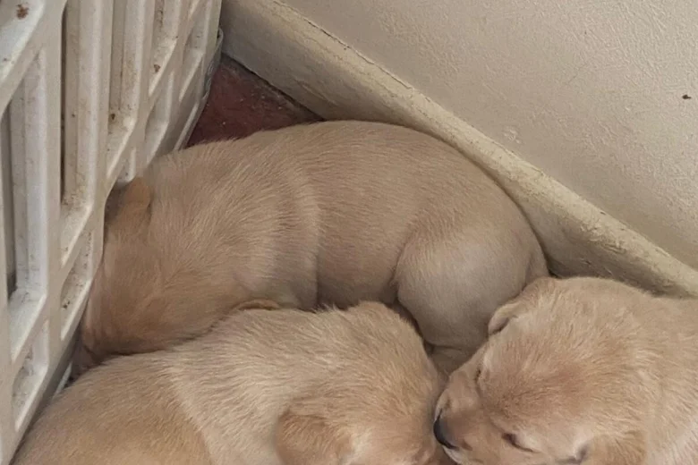 Labrador Retriever