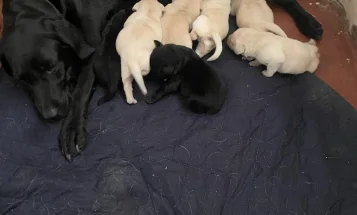Labrador Retriever
