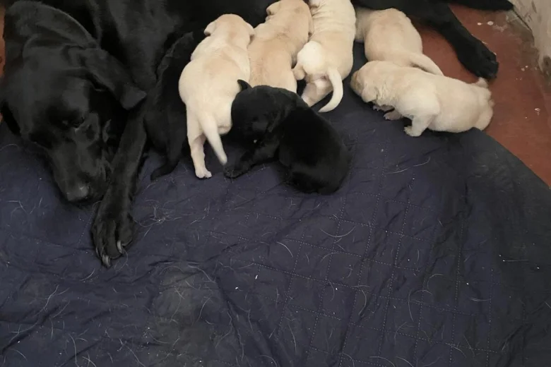 Labrador Retriever