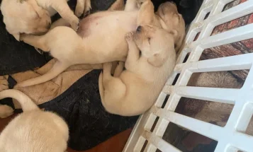 Labrador Retriever